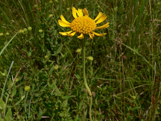 {Balduina uniflora}